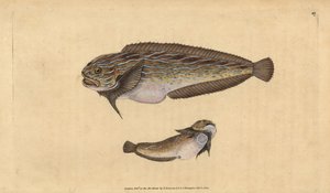Gestreifter Seeschnecke, Liparis liparis liparis (Schmieriger Seelump, Cyclopterus liparis). Handkolorierter Kupferstich von Edward Donovan aus seiner „Natural History of British Fishes“, Donovan und F.C. und J. Rivington, London von Edward Donovan