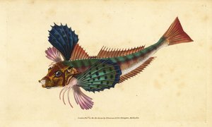 Knurrhahn, Chelidonichthys lucerna. Handkolorierte Kupferplatte gezeichnet und graviert von Edward Donovan aus seiner Natural History of British Fishes, Donovan und F.C. und J. Rivington, London