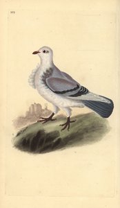 Turbit-Taube, Columba livia domestica var. turbita. Handkolorierter Kupferstich gezeichnet und gestochen von Edward Donovan aus seinem eigenen „Natural History of British Birds“, London von Edward Donovan