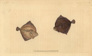 Steinbutt, Scophthalmus maximus. Handkolorierte Kupferstichzeichnung und -gravur von Edward Donovan aus seiner „Natural History of British Fishes“ von Edward Donovan