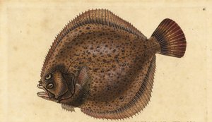 Steinbutt, Scophthalmus maximus (Pleuronectes maximus). Handkolorierte Kupferstichzeichnung und -gravur von Edward Donovan aus seiner Natural History of British Fishes, Donovan und F.C. und J. Rivington, London