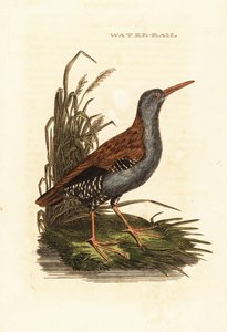 Wasserralle, Rallus aquaticus