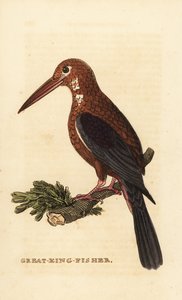 Weißkehl-Eisvogel, Halcyon smyrnensis