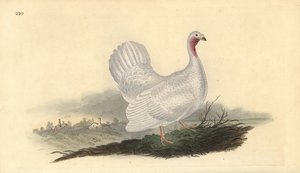 Weißer Truthahn, Melagris gallopavo (Variante). Handkolorierte Kupferplatte gezeichnet und graviert von Edward Donovan aus seiner eigenen „Natural History of British Birds,“ London von Edward Donovan