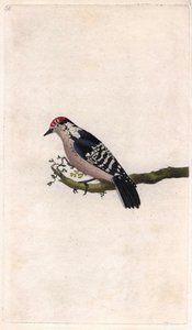 Specht, Dendrocopos minor (Picus minor), Kupferstich von Edward Donovan von Edward Donovan