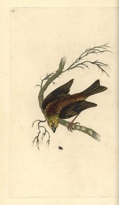 Goldammer, Emberiza citrinella. Handkolorierte Kupferplatte von Edward Donovan aus seinem eigenen „Natural History of British Birds“