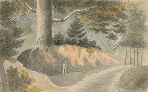 Weg im Wald