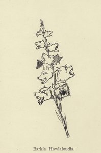 Barkia Howlaloudia von Edward Lear