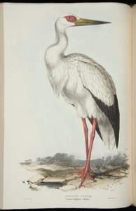 Maguari-Storch, aus 
