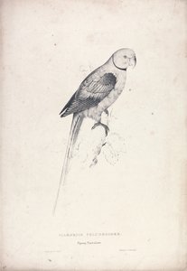 Palaeornia Columbiodes / Taubenpapagei (Tafel 31) von Edward Lear