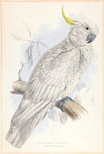Plyctolophus Galeritus. Großer Gelbhaubenkakadu