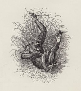 Illustration für Die Wasserkinder von Charles Kingsley von Edward Linley (after) Sambourne