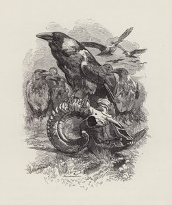 Illustration für Die Wasserkinder von Charles Kingsley von Edward Linley (after) Sambourne