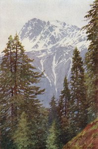 Kotwal aus dem Wald über Kangan, Sind-Tal
