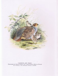 Rebhuhn und Küken, Natur in Großbritannien