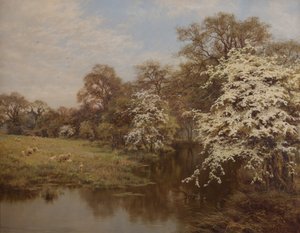 Weißdornblüte
