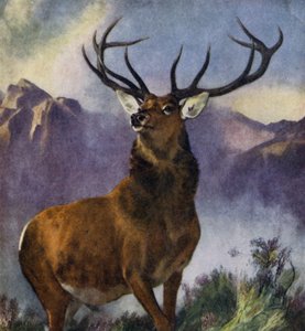Der Monarch der Glen