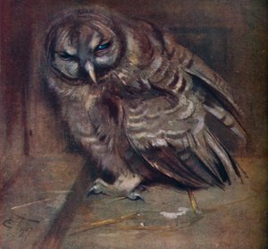 Eine junge braune Eule, 1907