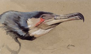 Kormoran von Edwin John Alexander