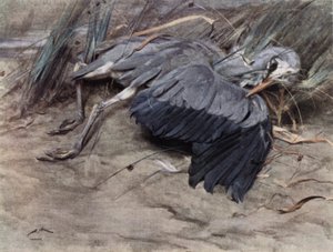 Reiher