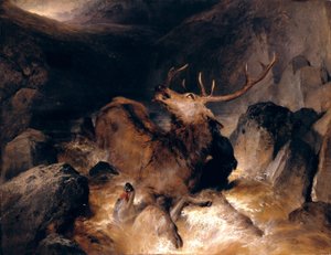 Hirsche und Hirschhunde in einem Gebirgsbach
