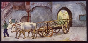 Zugochsen in Spanien