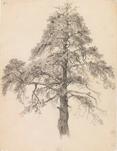 Kiefernwipfel von Eero Järnefelt
