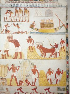 Boot und Szenen der Ernte, des Sammelns, des Transports und der Verarbeitung von Getreide, Fresko, Südflügel, Querraum, Thebanisches Grab TT69, Sheikh Abd el-Qurna, Theben (Unesco-Weltkulturerbe) von Egyptian 18th Dynasty