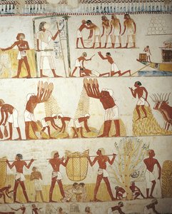 Arbeiten auf den Feldern, Grab des königlichen Gutsverwalters Menna, Theben, Luxor, Ägypten von Egyptian 18th Dynasty