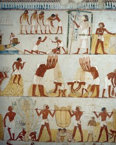 Ernte, Dreschen und Worfeln von Getreide (Detail) von Egyptian 18th Dynasty