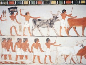 Hirten und Vieh, Fresko, Südwand, Längskammer, Thebanisches Grab TT69, Sheikh Abd el-Qurna, Theben (Unesco-Welterbeliste) von Egyptian 18th Dynasty