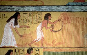 Detail einer Ernteszene an der Ostwand, aus dem Grab von Sennedjem, Das Dorf der Arbeiter, Neues Reich von Egyptian 19th Dynasty