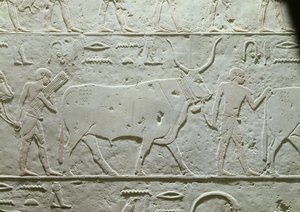 Hirte führt einen Stier, Detail aus der Mastaba des Akhethotep, aus Saqqara, Altes Reich, ca. 2500 v. Chr.