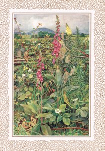 Naues Feen unter Fingerhüten, Illustration aus 