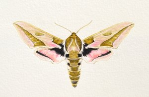 Wolfsmilchschwärmer von Eleanor Grafton