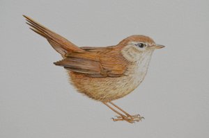 Grasmücke von Eleanor Grafton