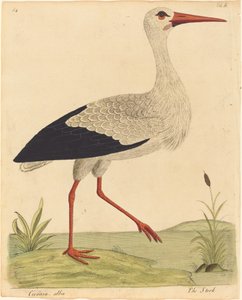 Der Storch Ciconia Alba