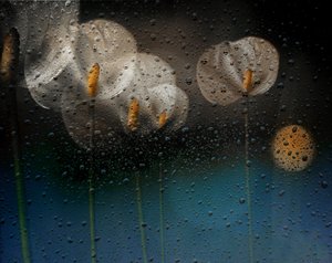Regnerische Calla-Lilien