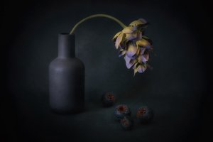 Beschattete Blüte und Beeren