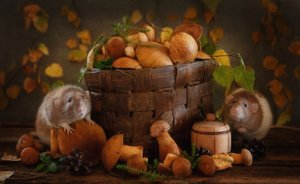 Herbstliche Pilzfreunde