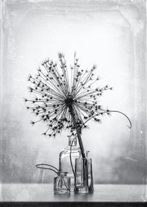 Monochrome botanische Studie