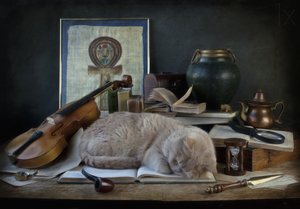Schlafende Katze Studie