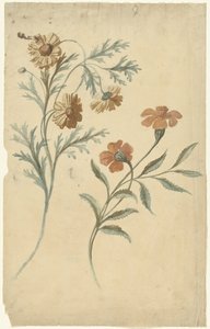 Blumenstudie einer roten und einer braunen Blume von Elias van Nijmegen