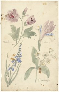 Studien von Blumen, darunter eine Iris von Elias van Nijmegen