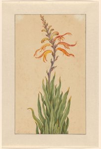 Crocosmia (Montbretie)
