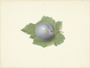 Pflaume auf einem Blatt