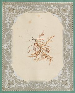Seetang von Eliza A. Jordson