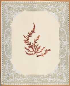 Algen von Eliza A. Jordson