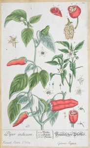 Guinea-Pfeffer (Piper Indicum) Tafel 129 aus der deutschen Ausgabe von 