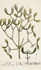 Mistel aus 